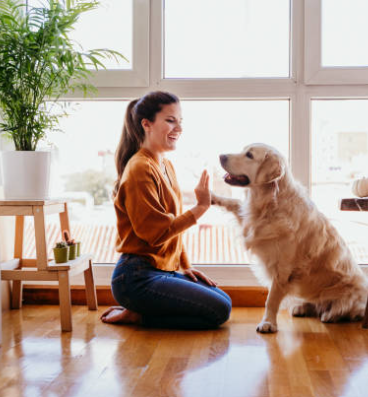 Casa, pet e decoração