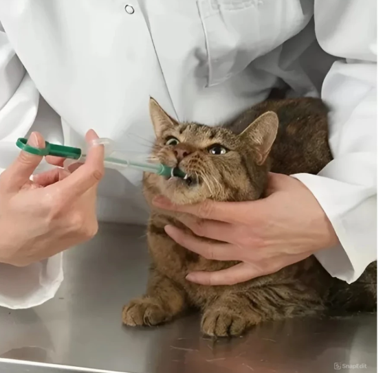 Aplicador de Comprimidos e remédios para Pets