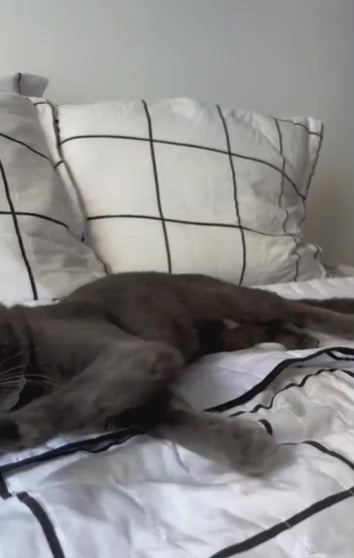 Aplicador de Comprimidos e remédios para Pets